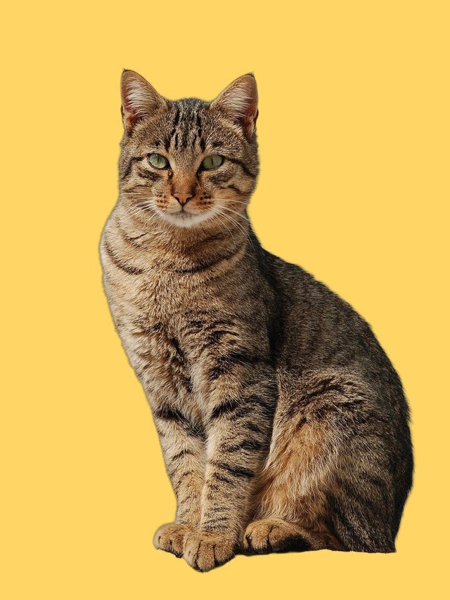 The same cat cut out and placed on a plain yellow background (after)