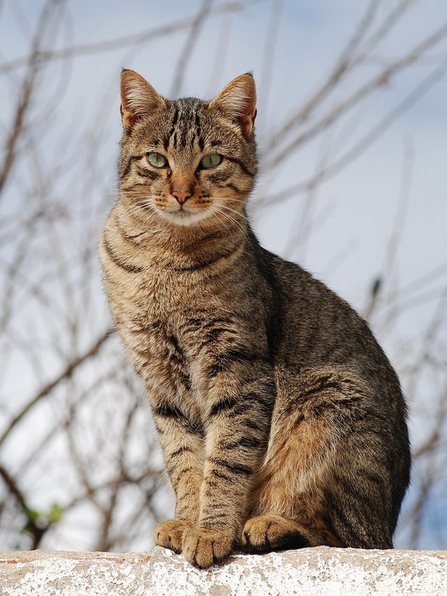 Tabby cat sitting on a wall against a cloudy sky and bare branches (before)